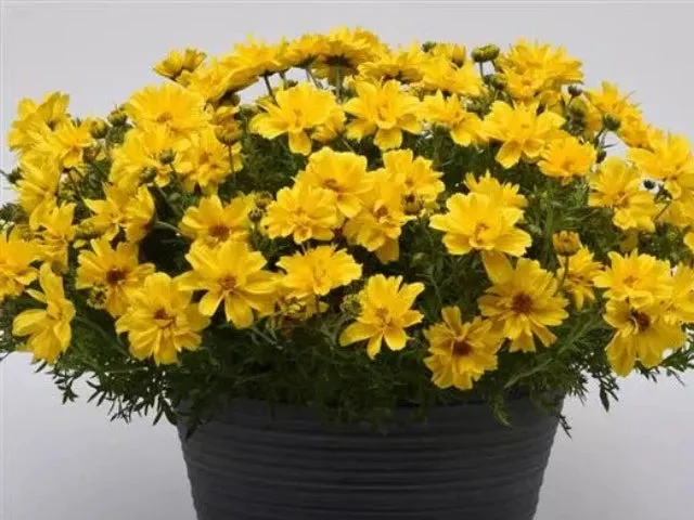 Bidens Sun Drop Double Yellow
