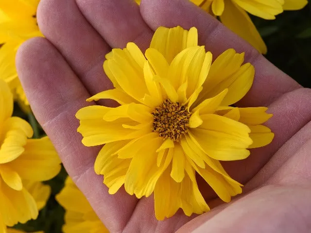 Bidens Sun Drop Double Yellow